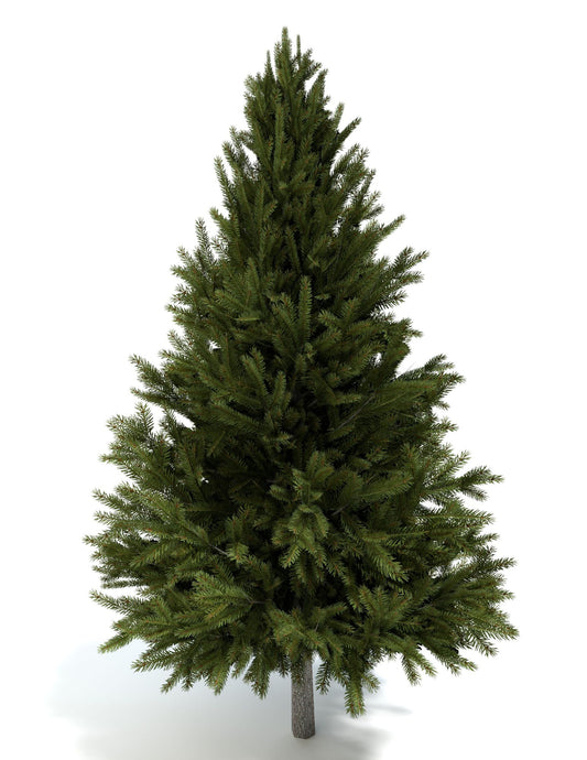 FREE tree download